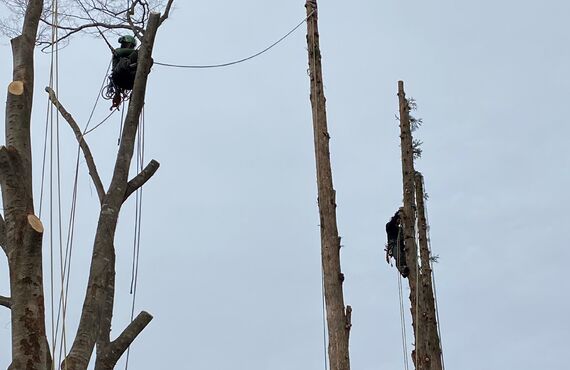 鶴ヶ島市を中心に造園作業を行っております木房樹では庭木の伐採や剪定を承ります