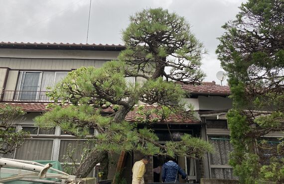 川越市で庭木剪定をお考えの方お見積無料ですのでお問い合わせください。