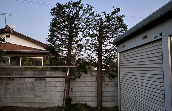 上尾市で植木の剪定・庭の手入れ・除草をお考えの方、是非木房樹(コボウキ)に一度ご連絡ください。