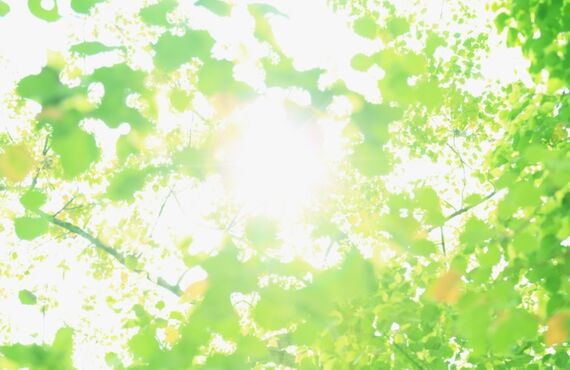 桶川市の庭木剪定・伐採をお探しの方へ｜木房樹