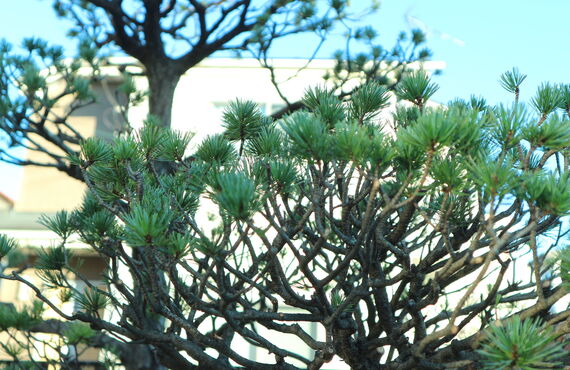 日高市の庭木剪定・伐採をお探しの方へ｜木房樹